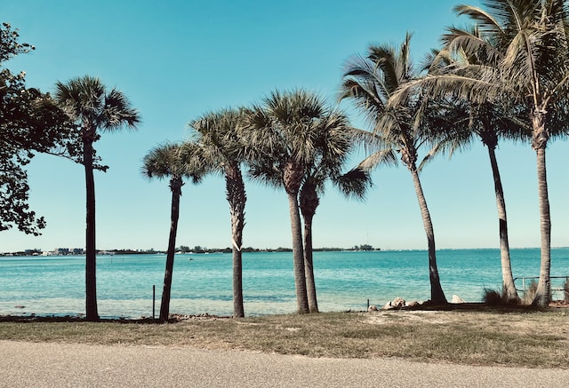 Palm Trees By The Shoreline