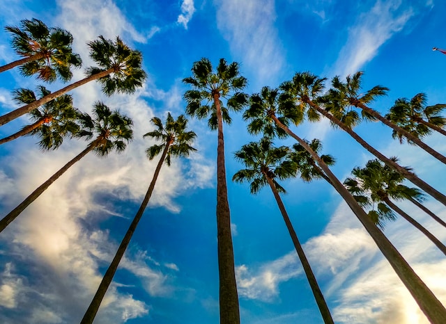 Florida Palm Trees seen from under.
